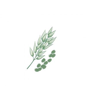 L'AVOINE: Quels sont les bienfaits de l'avoine?