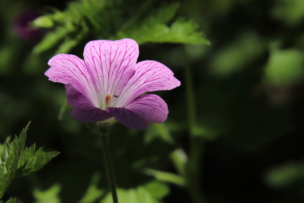 LE GÉRANIUM: Quels sont les bienfaits du géranium?