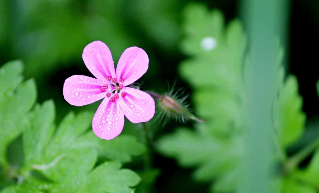 LE GÉRANIUM: Quels sont les bienfaits du géranium?